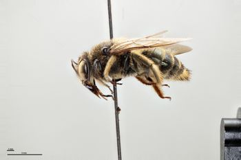 Media type: image;   Entomology 810632 Aspect: habitus lateral view